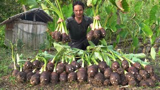 02 year living in forest Revisiting the old house to harvest giant taro [upl. by Odlaw317]