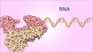 PCR con transcriptasa inversa RTPCR Conceptos Básicos [upl. by Aubine]