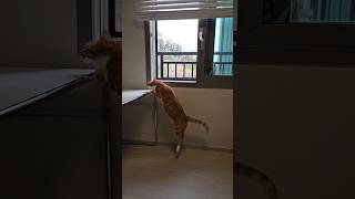 고양이가 점프할 때 먼저 착지하는 다리는 🐈🚀 Puma Cat’s jump slow motion 고양이 cat cutecats funnycats [upl. by Yelwar]