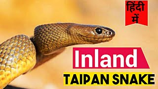 INLAND TAIPAN SNAKE  INLAND TAIPAN SNAKE BITE  WORLDS MOST VENOMOUS SNAKE INLAND TAIPAN [upl. by Crescint85]