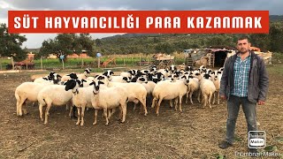 SAKIZ KOYUNU ÖZELLİKLERİ  SÜT HAYVANCILIĞI YAPARAK PARA KAZANMAK [upl. by Attiuqehs]