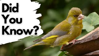 Things you want to know about GREENFINCHES [upl. by Dulciana876]