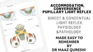 How can Eye Focus on Near Objects  Accomodation Convergance Pupillary Iight Reflex  Physiology Eye [upl. by Franckot467]