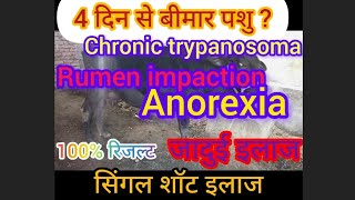 treatment of chronic trypanosoma in cow anorexiaRumen impactionVickyPansarigaumataseva4467 [upl. by Ver]