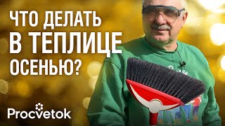 БЕЗ ФИТОФТОРЫ И КЛАДОСПОРИОЗА Как я обеззараживаю и повышаю плодородие почвы в теплице осенью [upl. by Ebert]