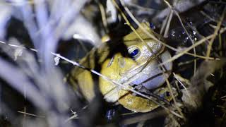 Sapo ferreiro Hypsiboas faber [upl. by Asiralc504]