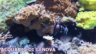 Acquario di Genova [upl. by Otrebmal]