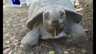 SEYCHELLES GIANT TORTOISE [upl. by Alam]