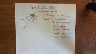 Type 1 Activation of Endothelial Cells Part 1 [upl. by Mendive491]