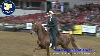 Watch the versatility elegance and smooth gaits of the American Saddlebred at Midwest Horse Fair [upl. by Truk785]