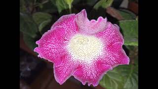 Gloxinia 12 December 2024 [upl. by Coy656]