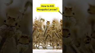 How to Kill Mosquito Larvae in Water shorts mosquito kill insects [upl. by Peterus]