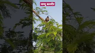 MYNAH मैंना COMMON MYNAH  TALKING MYNA बोलने वाली मैना ytshorts trending youtubeshorts [upl. by Yelwar378]