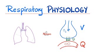 Lung Physiology Basics  Normal Quiet Breathing 😮‍💨  Inspiration amp Expiration  Diaphragm action [upl. by Nohtanoj182]