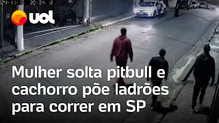 Pitbull expulsa ladrões após mulher soltálo para tentar impedir assalto em SP vídeo mostra momento [upl. by Hurless911]