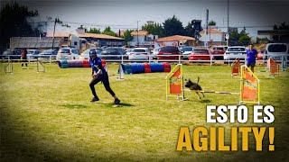 Cómo es una Competencia de Agility  Vida de Perro 🐾🏆 [upl. by Nuhsal]