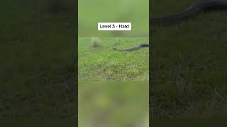 Ophidiophobia Test ⚠️🐍 fyp snake ophidiophobia fear scary tiktok shorts [upl. by Enaek]