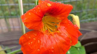 Why I grow nasturtiums in my garden autumngarden youtube gardening [upl. by Acinorehs]