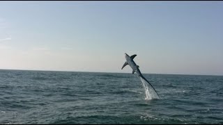 Thresher Shark Jumps 3 Times  Amazing Video [upl. by Nnaik]