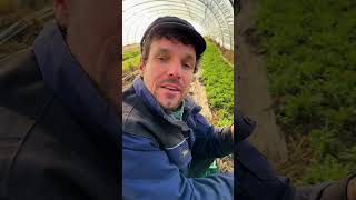 Rucola 🌱🧑🏼‍🌾  Tips met boer Tijs  Sofie Dumont shorts [upl. by Koerner693]