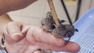 Bird Feeding Secrets for Baby Mouse Birds Swifts and Mannikins [upl. by Fredek]