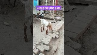 Little goat cute 🥰 baby 🐐🐐 short shorts yt trending pets goats animallover [upl. by Oberheim649]