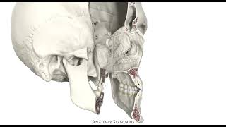 Bony nasal cavity  Cavitas nasalis ossea [upl. by Babbie116]