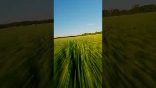 Having a field day 🌾 🎥 matofpvIG fpv drone cinematic [upl. by Dicky]