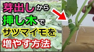 【家庭菜園】サツマイモの植え方育て方 挿し木挿し芽で増やすやり方 [upl. by Rehtnug]