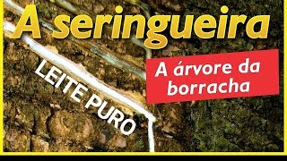 Seringueira látex Árvore borracha [upl. by Kester]