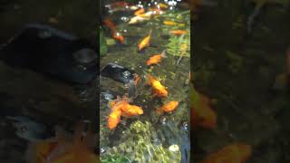 guppy fish aquarium Highlights fish 4k aquarium shorts aquariumfish koi guppyfish [upl. by Haldi606]