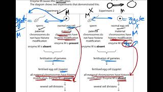 Question b  How Histone modification can be passed onto embryos [upl. by Atival]