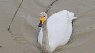 Whooper Swan [upl. by Nisay20]