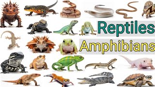 Reptiles amp Amphibians vocabulary  Reptiles and amphibians names with pictures [upl. by Assennev]