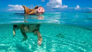 The Pigs Who Live On The Beach [upl. by Nerrad]