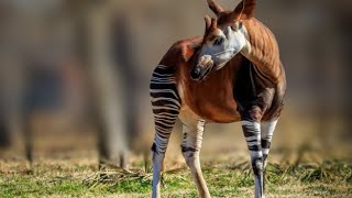 Okapi the worlds most bizarre and unique animal that you may not know about [upl. by Ynffit256]