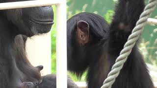 Baby chimpanzee Fighting for breast milk with my sister Karan Koe Yotsuba [upl. by Soirtemed]