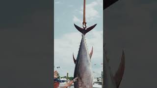 488lbs BLUEFIN TUNA [upl. by Inami123]