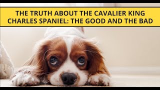 The Truth About the Cavalier King Charles Spaniel The Good And The Bad [upl. by Ahsropal]