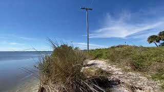 Ruppia maritima Seagrass Bed January 25 2022 [upl. by Archibaldo]