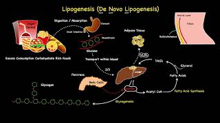 Lipogenesis Summarised [upl. by Nnaeus633]