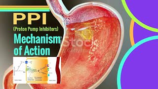 PPI Mechanism of Action  Proton pump inhibitors mechanism of action [upl. by Burn]