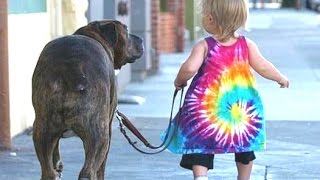 Babies Taking Dogs For A Walk Compilation 2014 NEW [upl. by Ettevets]