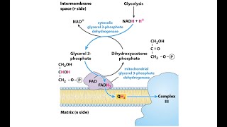 Glycerol 3 Phosphate Shuttle [upl. by Adnerad]