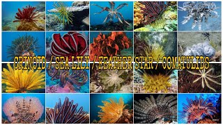 TYPES OF CRINOID SEA LILY  FEATHER STAR  COMATULIDS [upl. by Itteb]