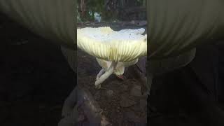 Beautiful Onionstalk parasol fungi mushroom [upl. by Nuahsar]