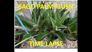 Sago Palm Cycas Revoluta New Flush Time Lapse [upl. by Derrik]