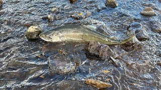 Watch as salmon return to the Klamath Basin after hydroelectric dam removal [upl. by Heimlich]