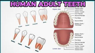 What Are The Different Types of Teeth [upl. by Boles]