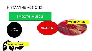 Histamines amp Antihistamines Part  1 histamine receptors  mnemonics tamilecpharmacology [upl. by Zeugirdor]